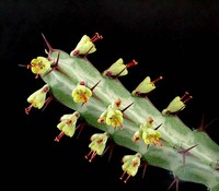 Euphorbia greenwayi