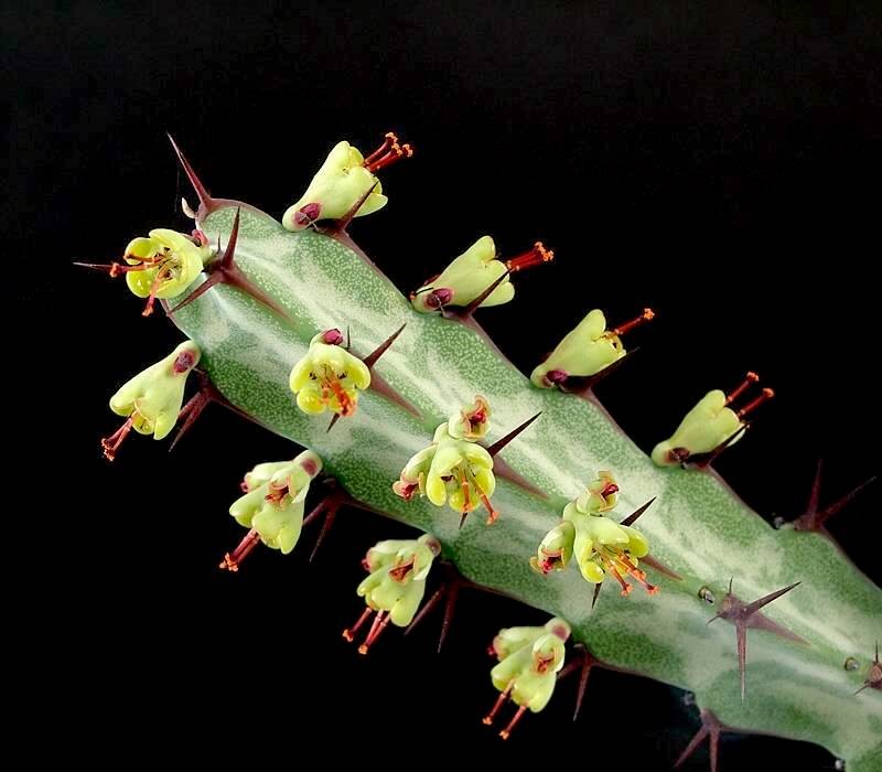 Euphorbia greenwayi