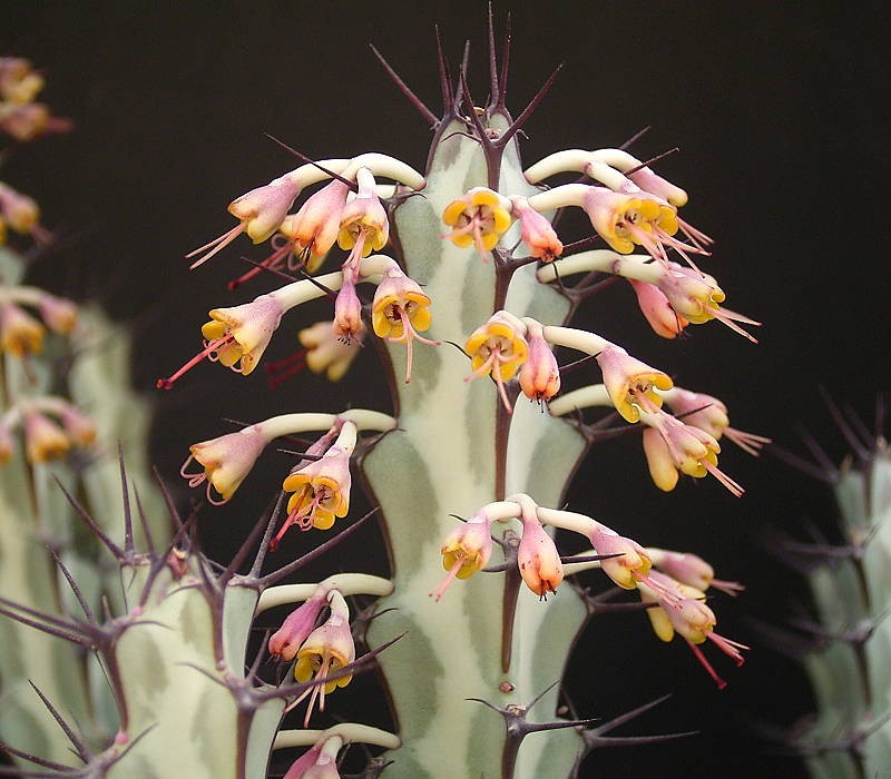 Euphorbia greenwayi photo 8