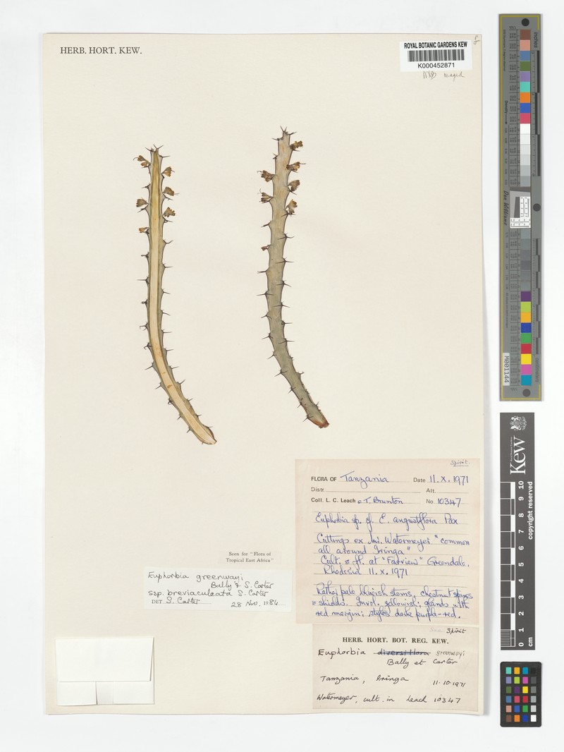 Euphorbia greenwayi subsp. breviaculeata