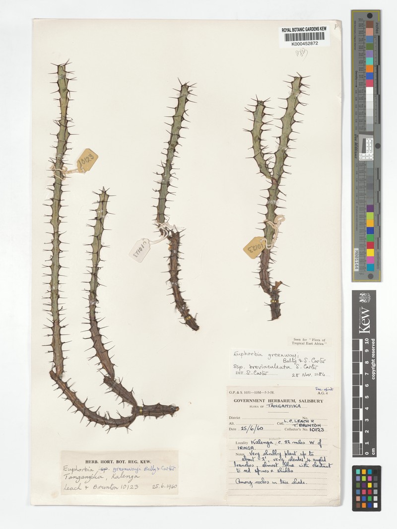 Euphorbia greenwayi subsp. breviaculeata photo 2