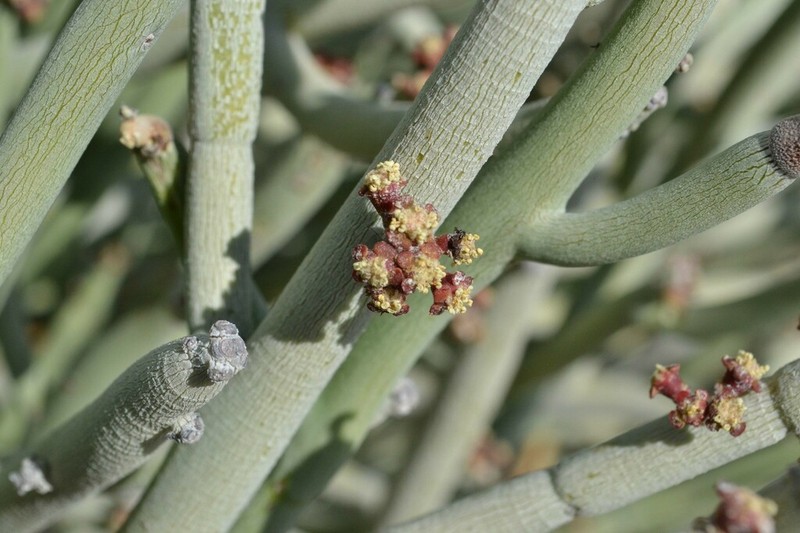 Euphorbia gregaria