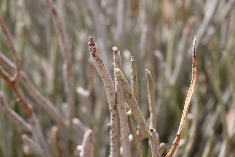 Euphorbia gregaria photo 2