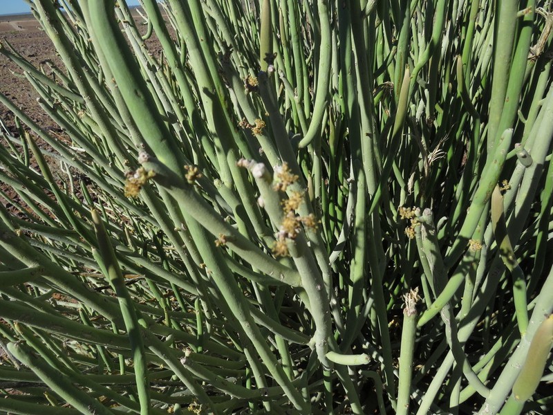 Euphorbia gregaria photo 3
