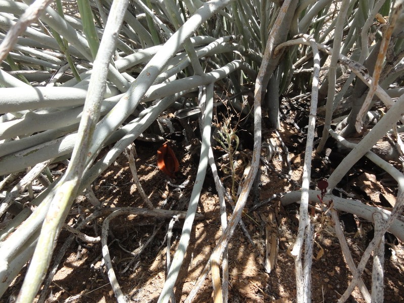 Euphorbia gregaria photo 4