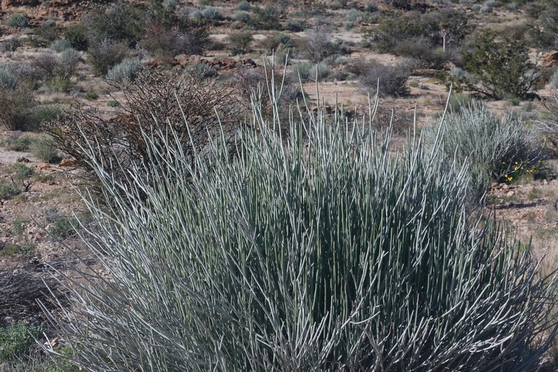 Euphorbia gregaria photo 5