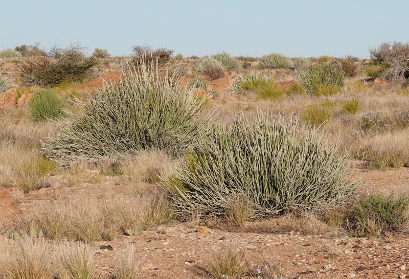 Euphorbia gregaria photo 6