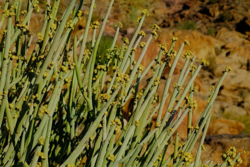 Euphorbia gregaria photo 8