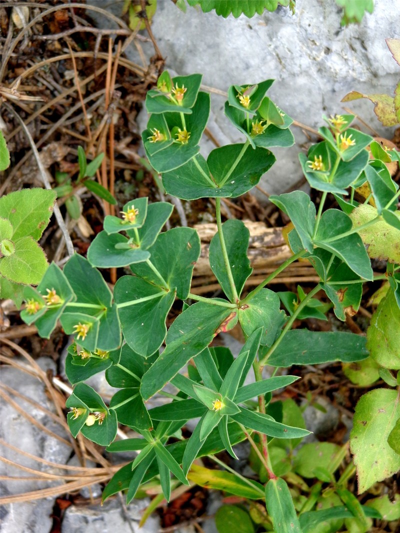 Euphorbia greggii