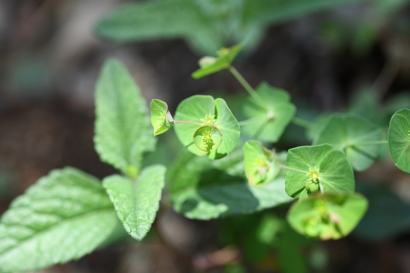 Euphorbia greggii photo 2