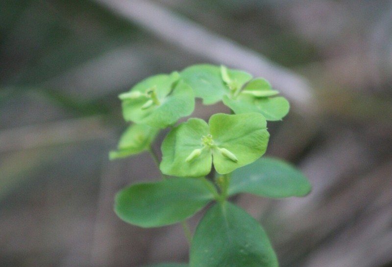 Euphorbia greggii photo 3