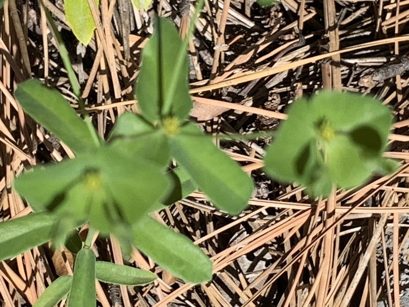 Euphorbia greggii photo 4