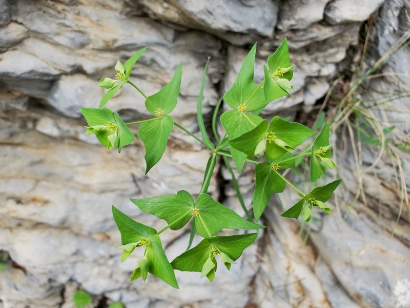 Euphorbia greggii photo 5