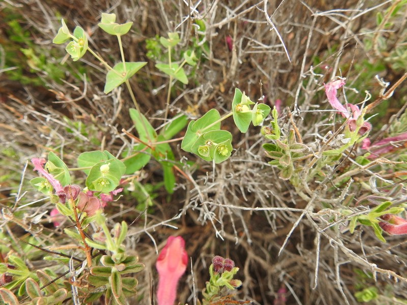 Euphorbia greggii photo 6