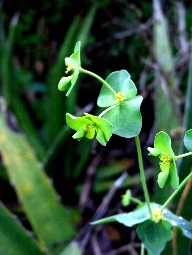Euphorbia greggii photo 7