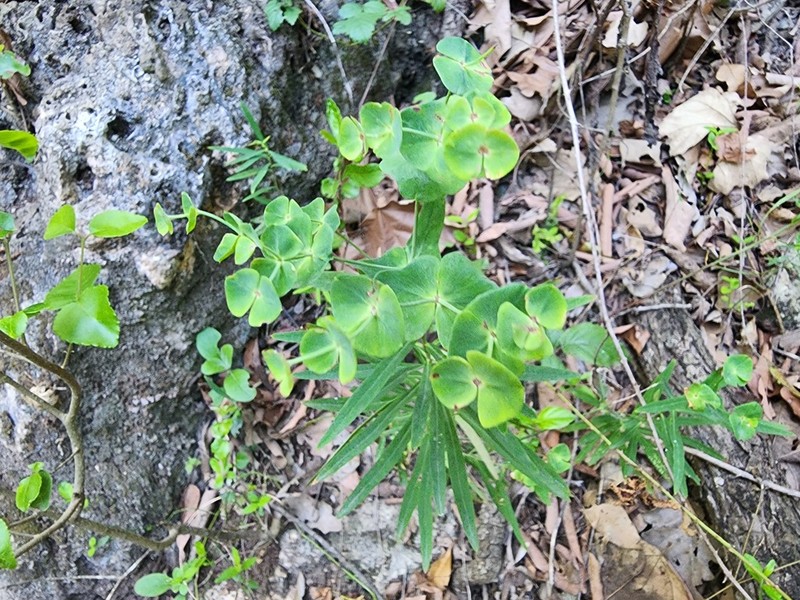 Euphorbia greggii photo 8