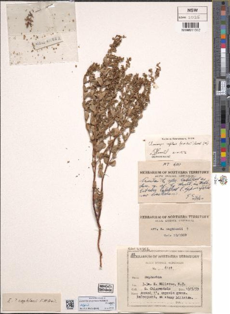 Euphorbia gregoriensis