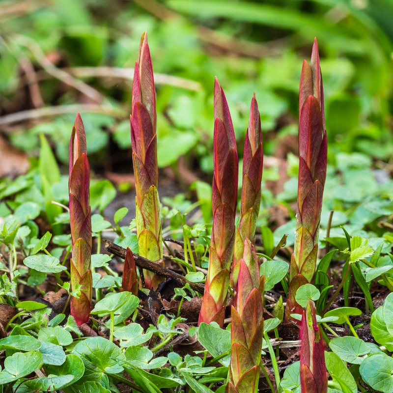 Euphorbia griffithii photo 2