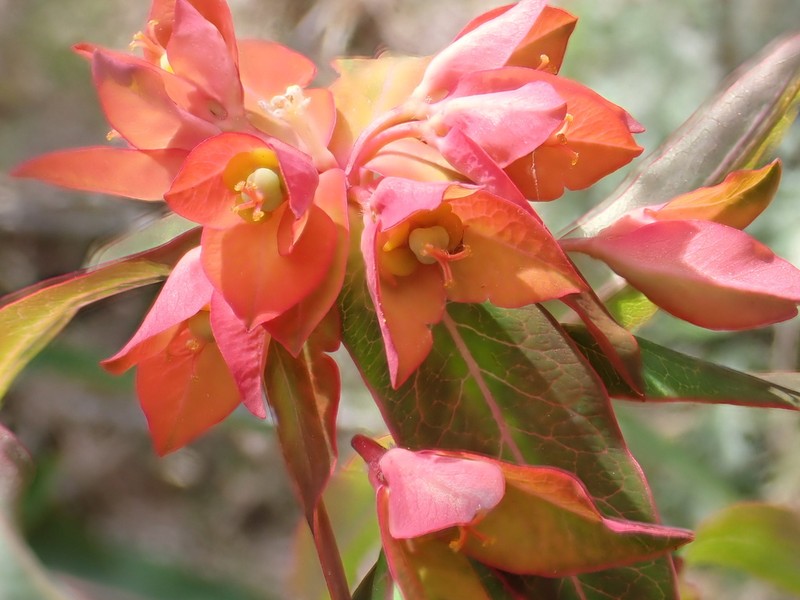 Euphorbia griffithii photo 4