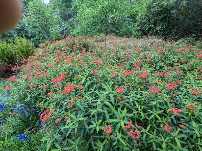 Euphorbia griffithii photo 5