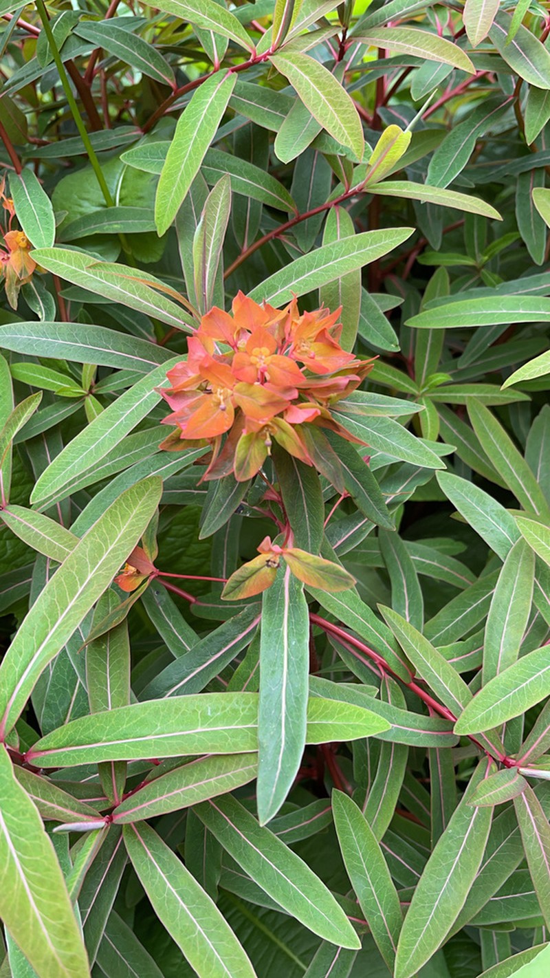 Euphorbia griffithii photo 6