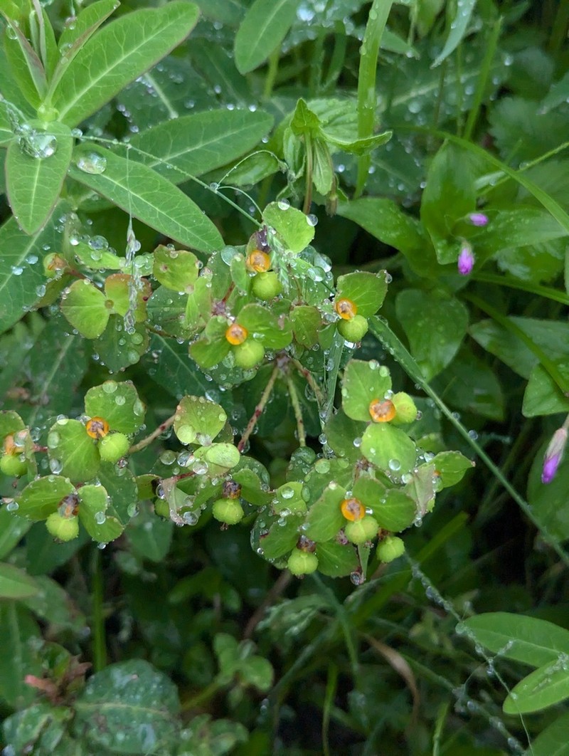 Euphorbia griffithii photo 7