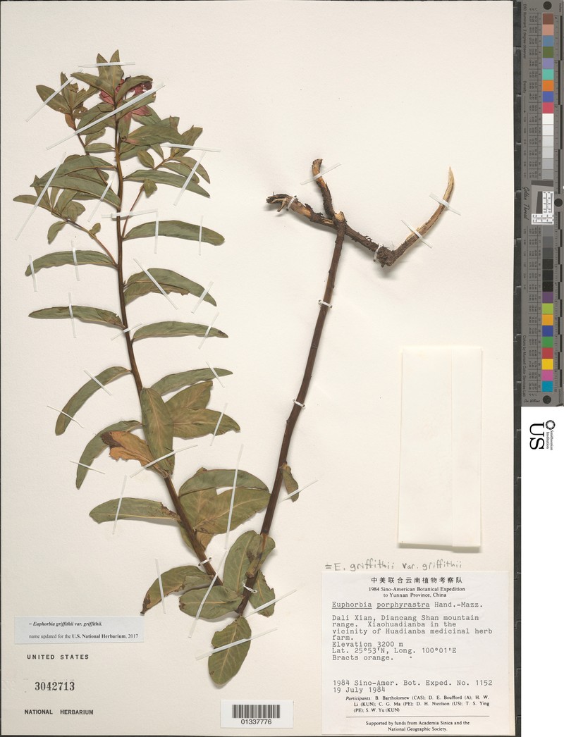 Euphorbia griffithii var. griffithii