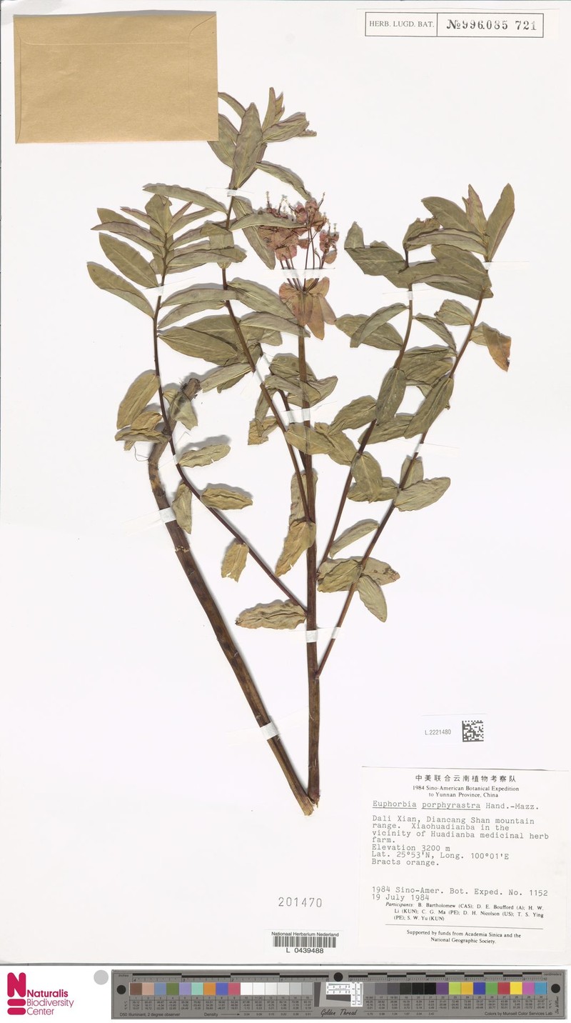 Euphorbia griffithii var. griffithii photo 2