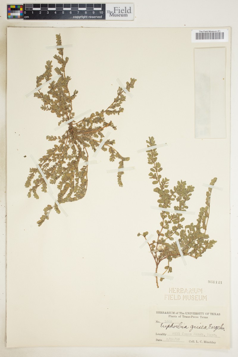 Euphorbia grisea