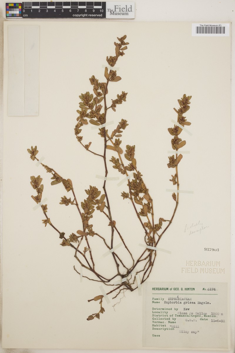 Euphorbia grisea photo 2