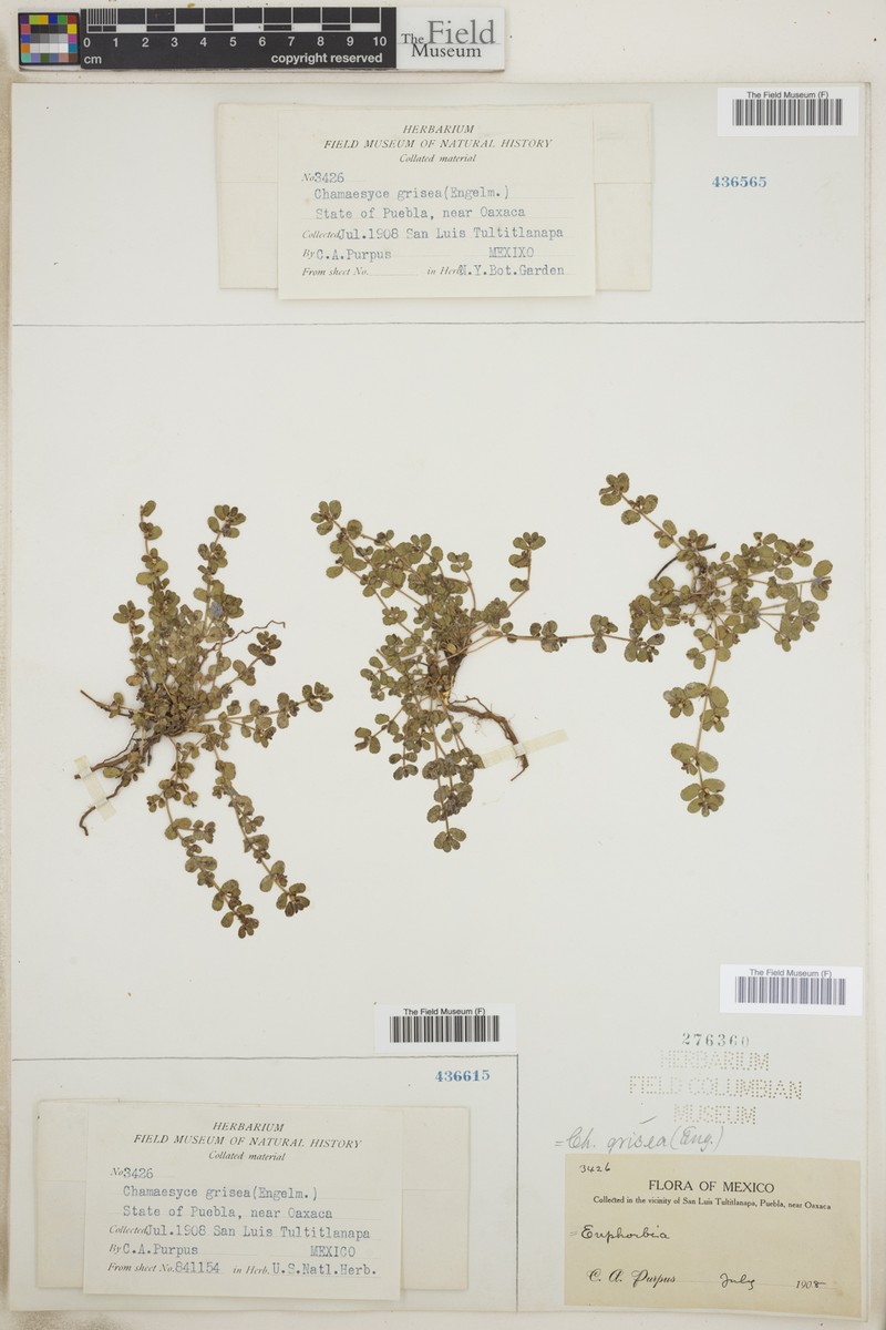 Euphorbia grisea photo 3