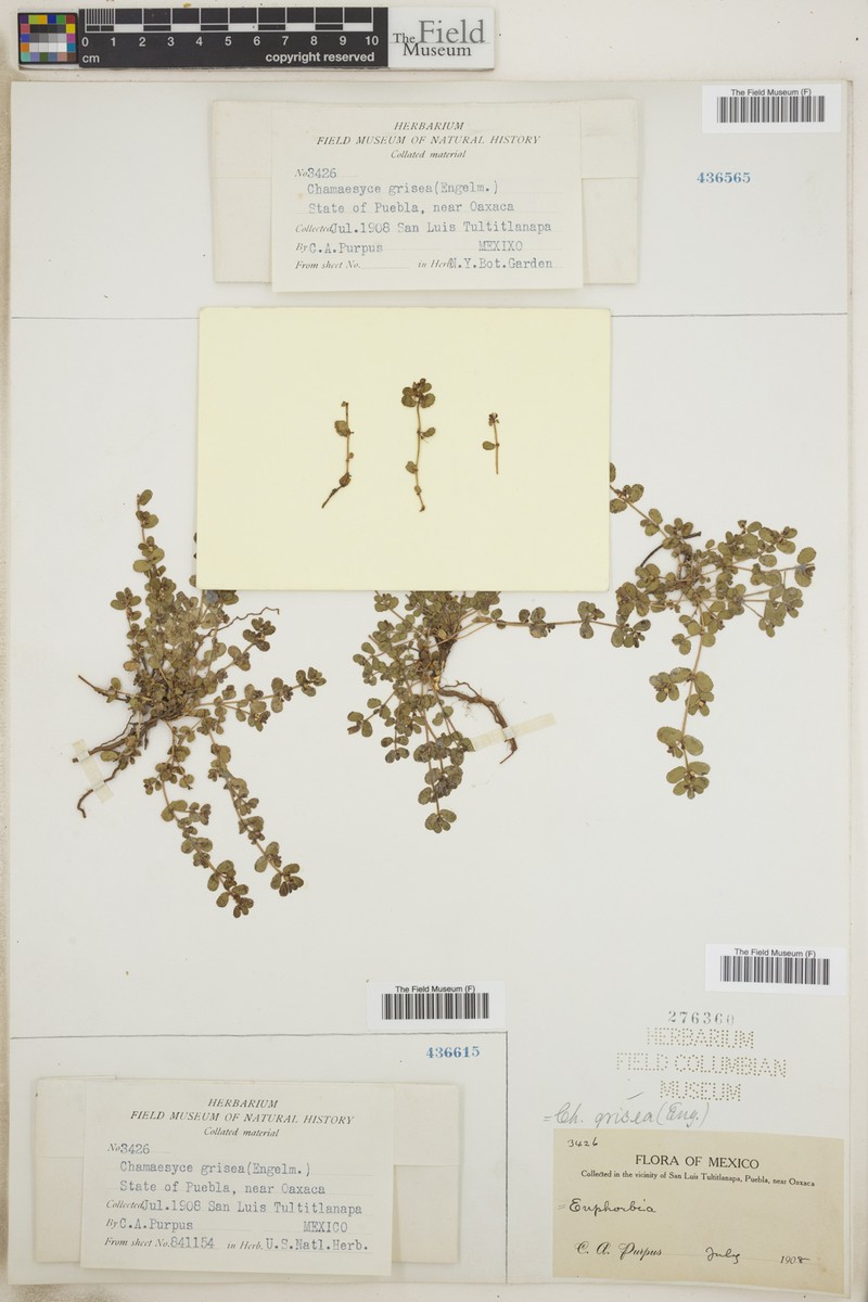 Euphorbia grisea photo 4