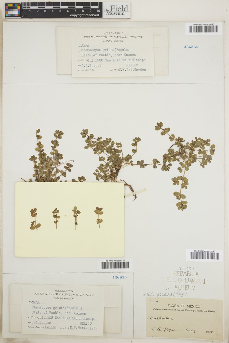 Euphorbia grisea photo 5