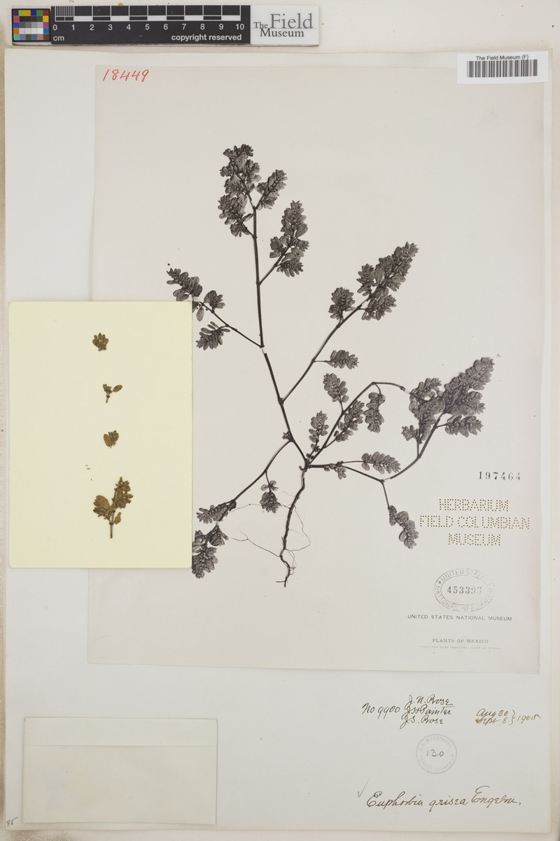 Euphorbia grisea photo 7