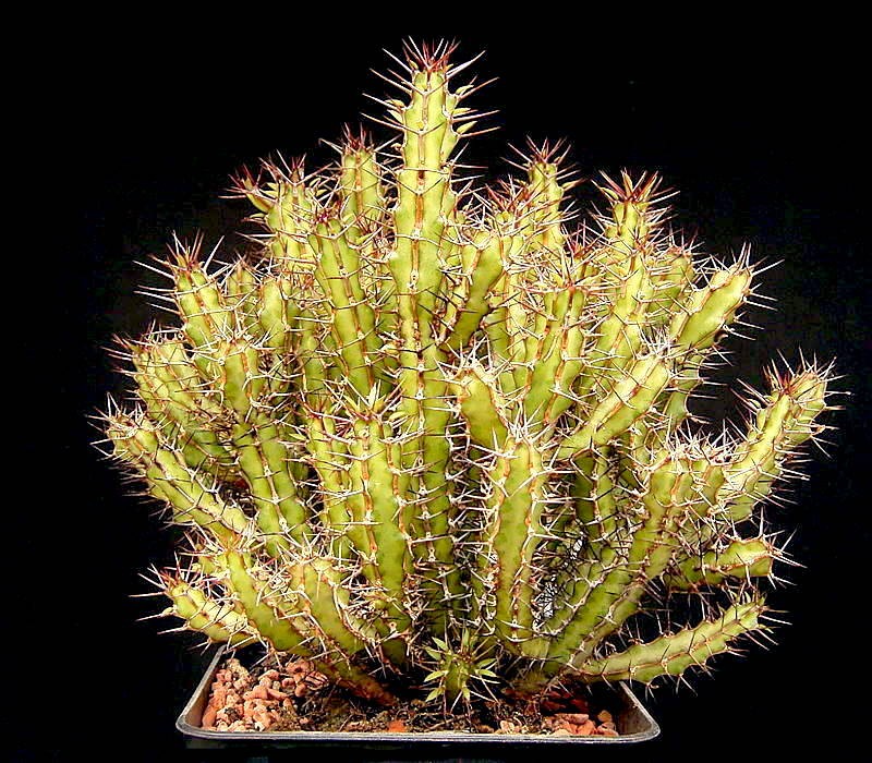 Euphorbia griseola