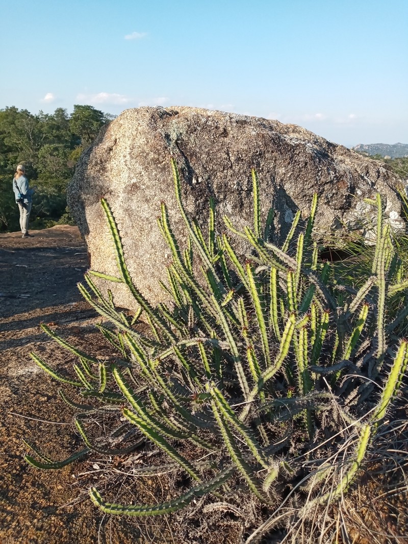Euphorbia griseola photo 2