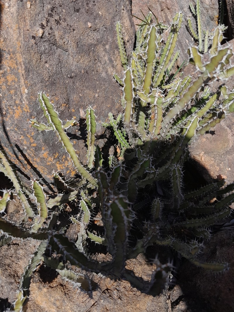 Euphorbia griseola photo 3