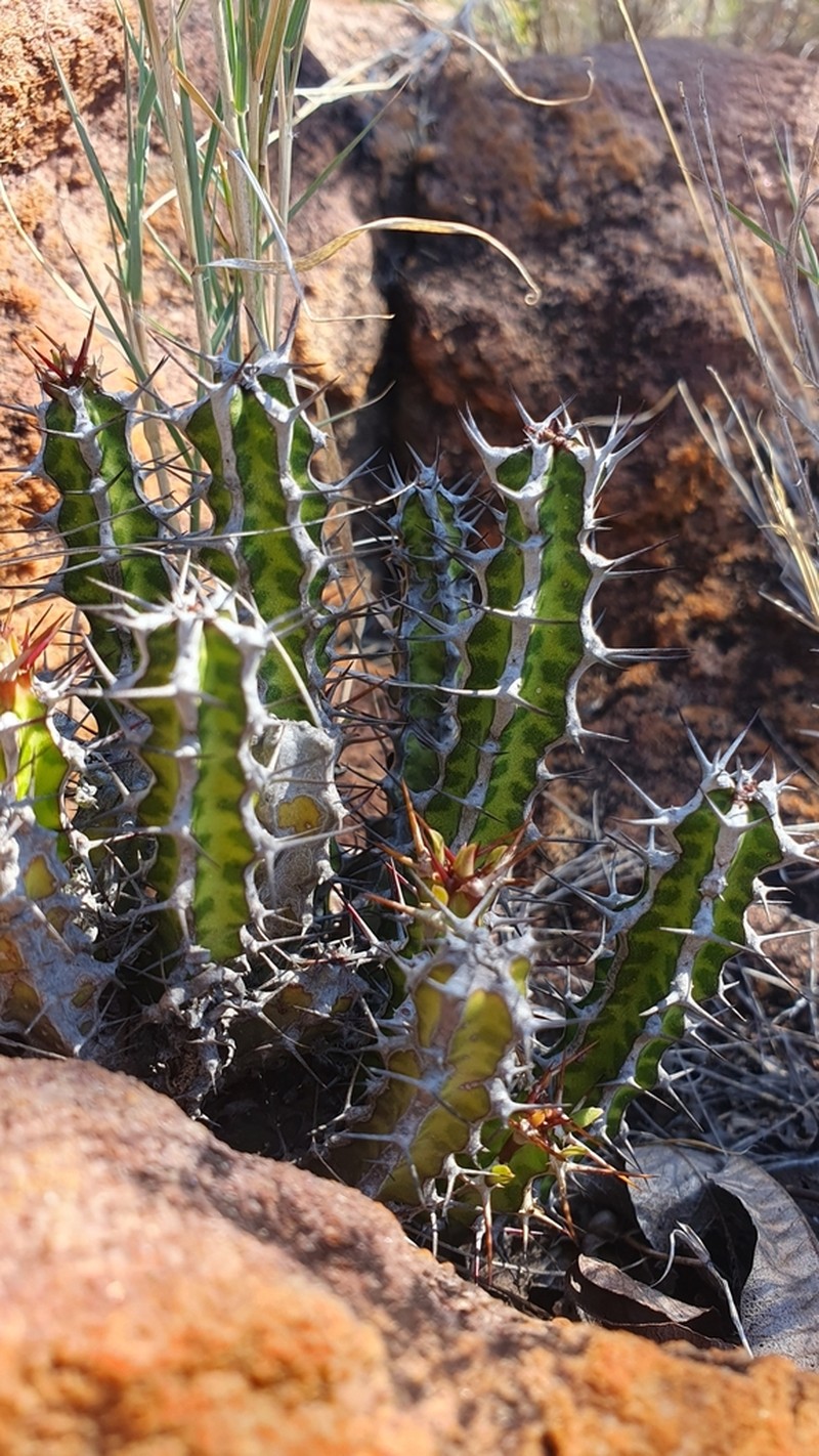 Euphorbia griseola photo 4