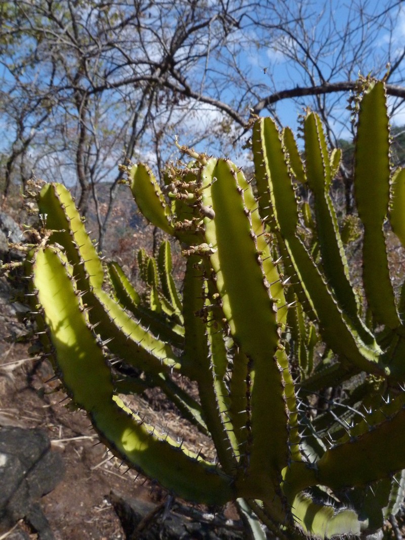 Euphorbia griseola photo 5