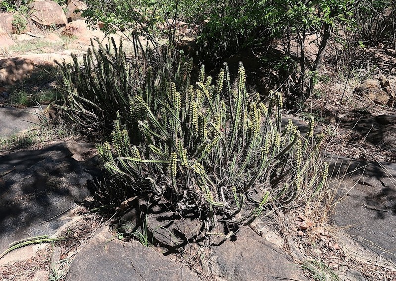 Euphorbia griseola photo 6