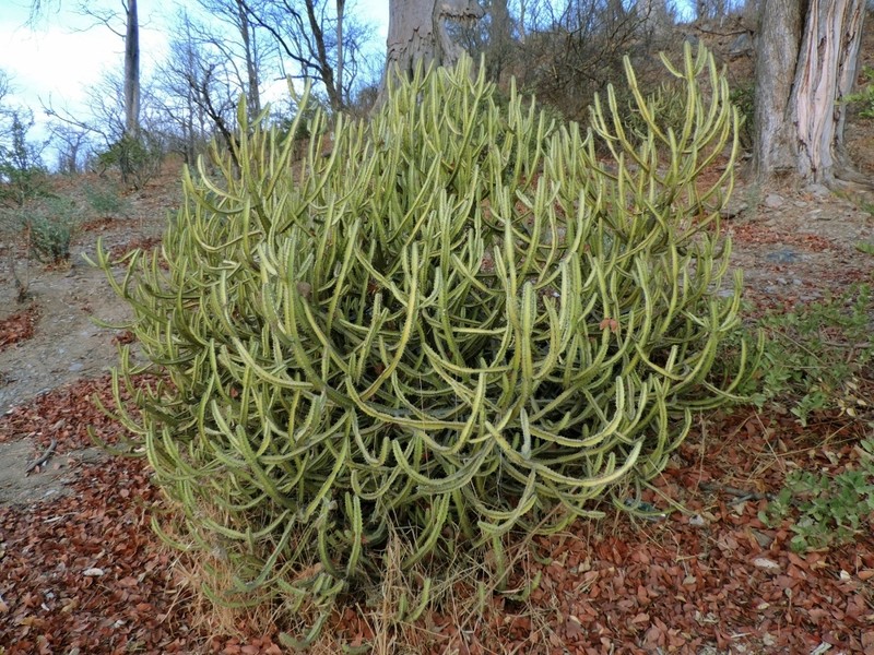 Euphorbia griseola photo 7