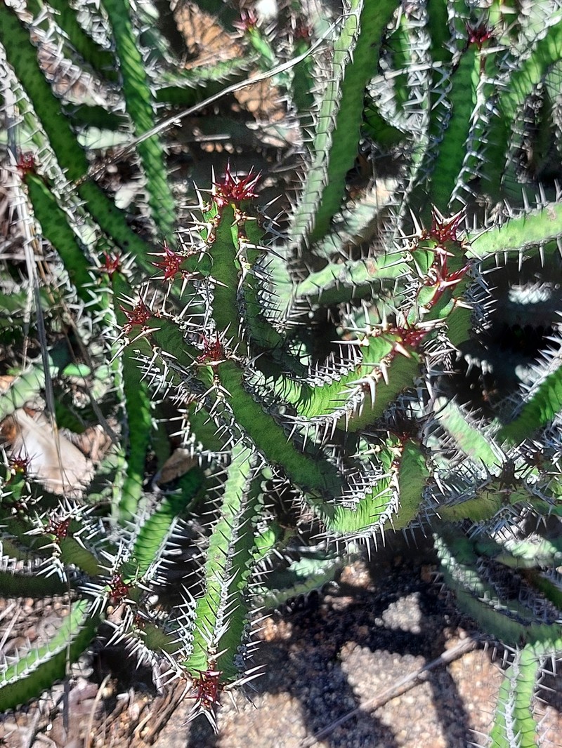 Euphorbia griseola subsp. griseola photo 2