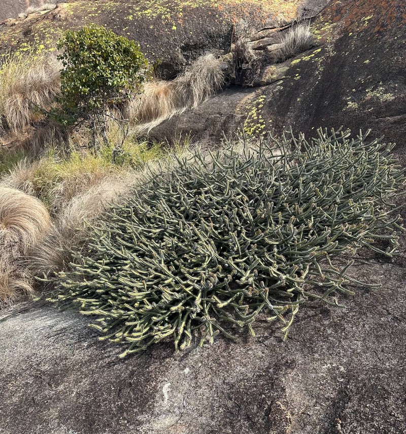 Euphorbia griseola subsp. griseola photo 3
