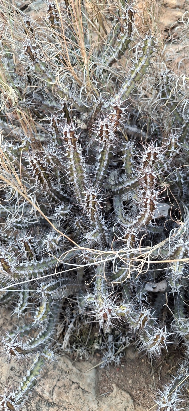 Euphorbia griseola subsp. griseola photo 4