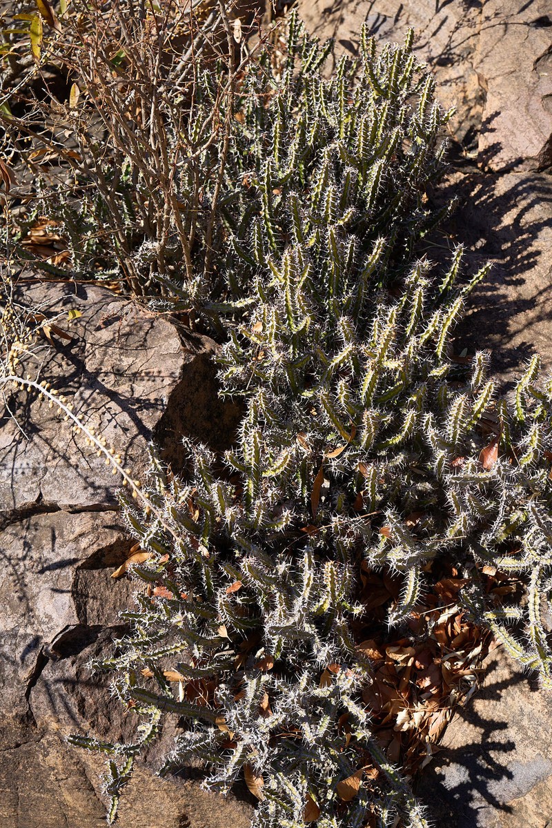 Euphorbia griseola subsp. griseola photo 5
