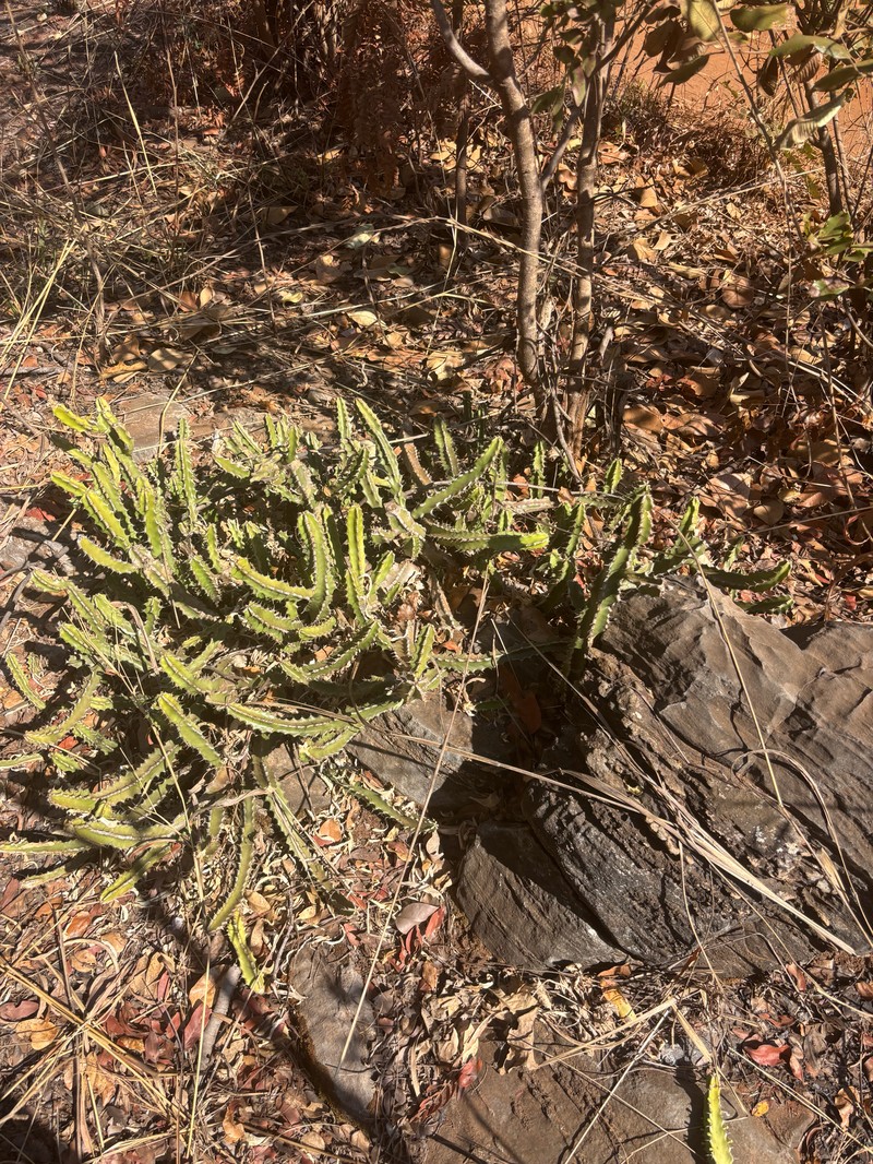Euphorbia griseola subsp. griseola photo 6