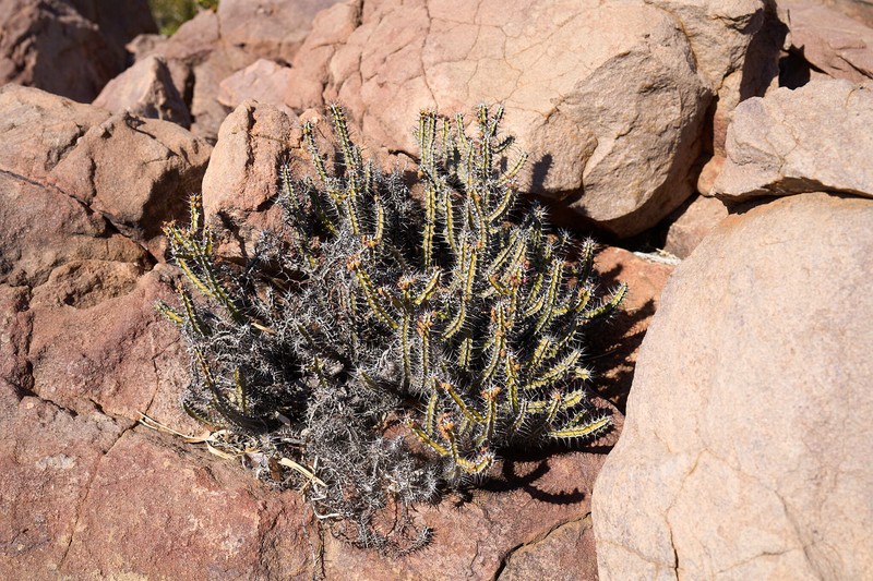 Euphorbia griseola subsp. griseola photo 8