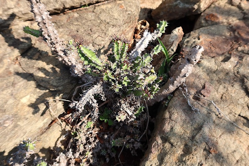 Euphorbia griseola subsp. mashonica photo 2