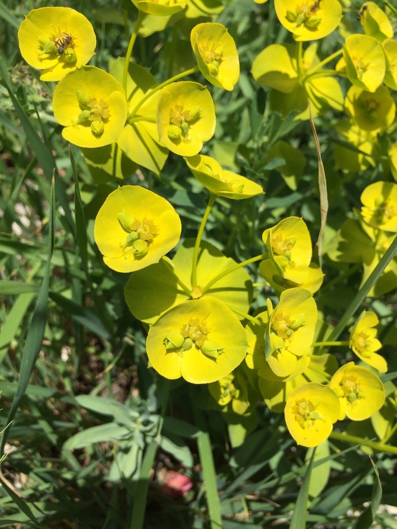 Euphorbia grisophylla photo 2