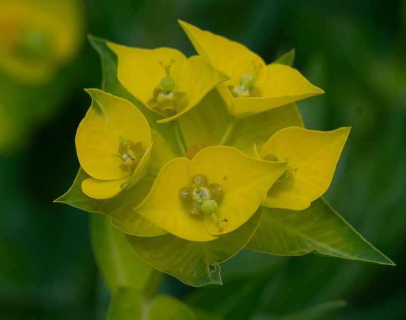 Euphorbia grisophylla photo 3